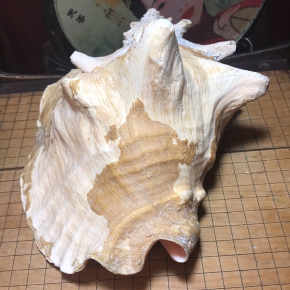 Extra Large Conch Shell Slit Harvest Hole Rustic Surface 9.5”Lx8.25”Wx5.75”H - Picture 4 of 12